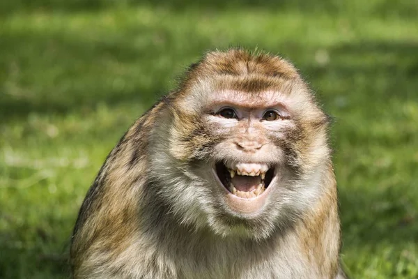 Close Cabeça Macaco Marrom Sorrindo Olhando Para Câmera — Fotografia de Stock