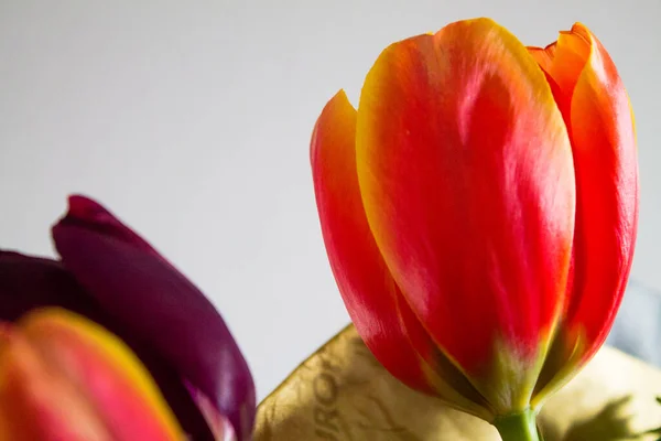 Primer Plano Hermoso Colorido Tulipanes Ramo —  Fotos de Stock