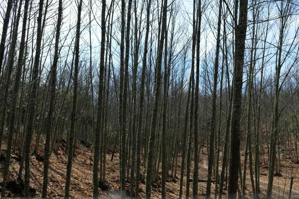 Крупный План Обнаженных Высоких Деревьев Лесу — стоковое фото