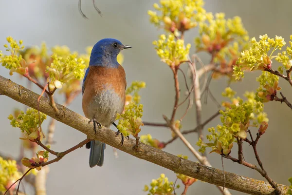 Селективный Снимок Восточной Синей Птицы Сидящей Ветке Дерева — стоковое фото