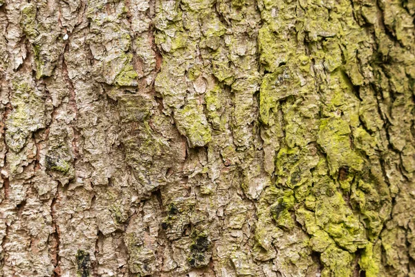 Bir Ağaç Ahşap Dokusunun Birleşik Renklerle Yakın Plan Çekimi — Stok fotoğraf