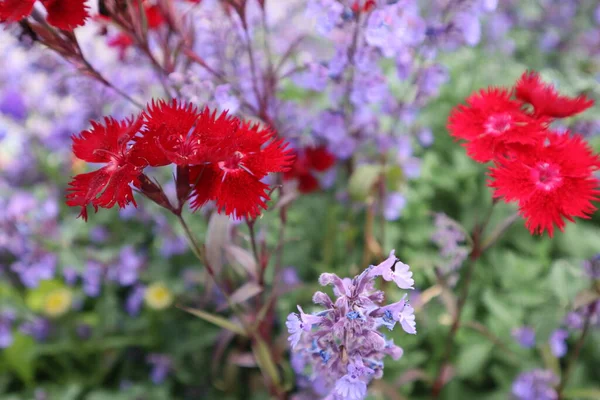 A closeup of purple and red dianthus flowers