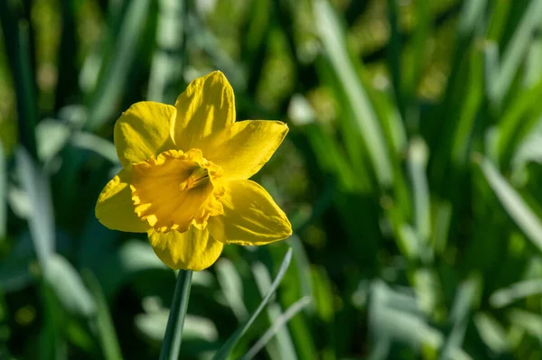 Вибірковий Фокусний Знімок Квітучої Квітки Нарциса — стокове фото