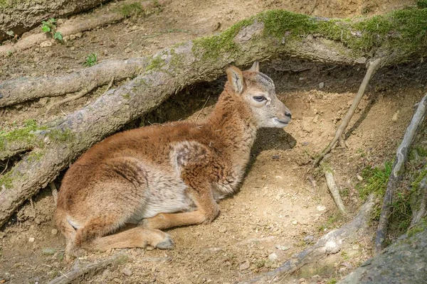 Close Bezerro Deitado Lado Raízes Árvores Jardim Zoológico Tierpark Stadt — Fotografia de Stock