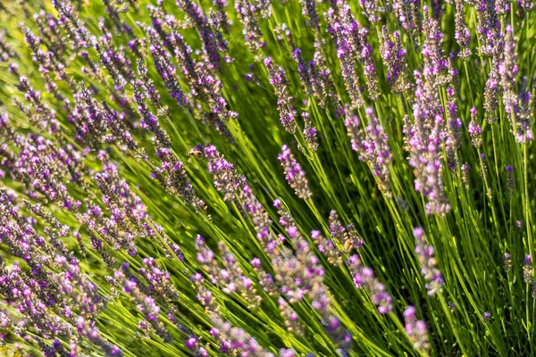 Close Shot Lavenders Growing Field — Stock Photo, Image
