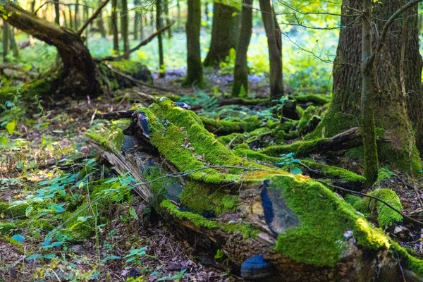 Ένα Κοντινό Πλάνο Ενός Βρυκολάκου Ένα Δάσος — Φωτογραφία Αρχείου