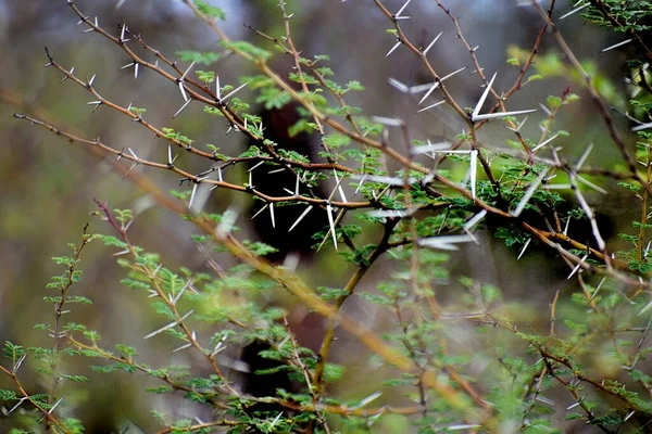 Ένα Κοντινό Πλάνο Αγκαθιών Που Φυτρώνουν Στο Δέντρο — Φωτογραφία Αρχείου