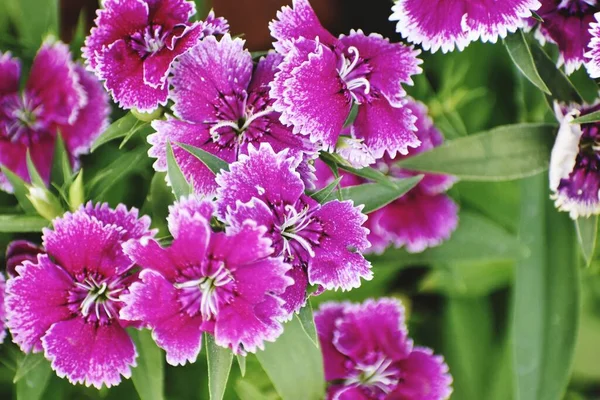 Primer Plano Hermosa Flor Púrpura Dulce William Jardín —  Fotos de Stock