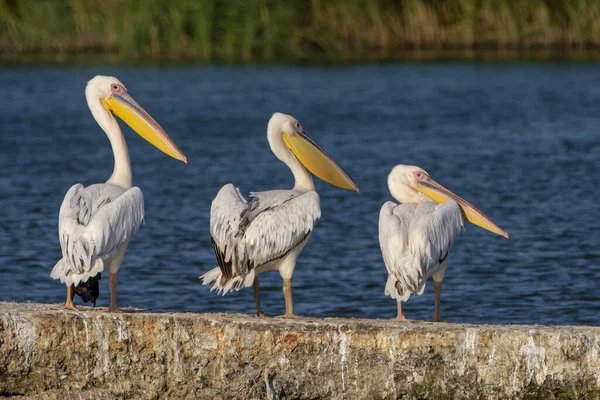 Primo Piano Albero Bianco Pelicans Piedi Sulla Pietra Vicino All — Foto Stock