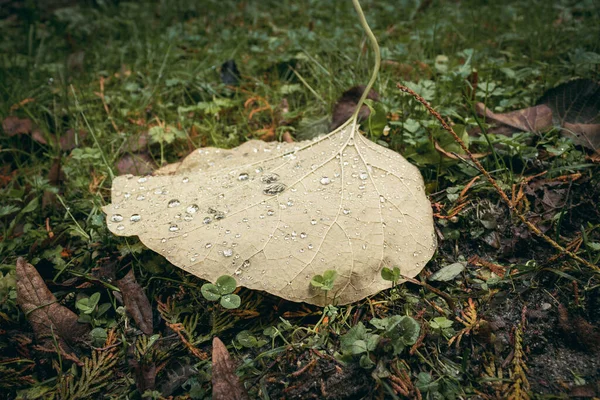 Vattendroppar Löv Skog — Stockfoto