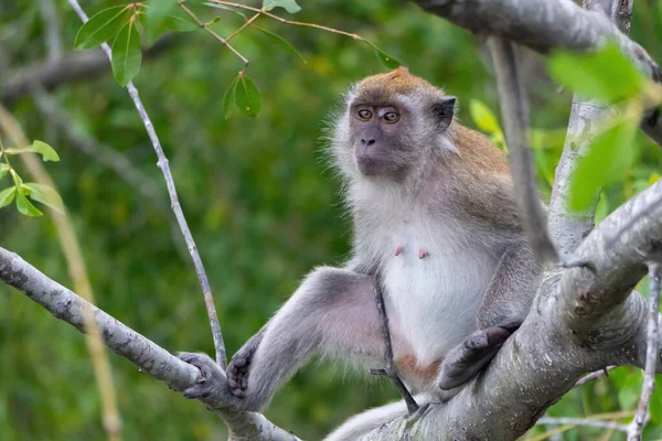 Detailní Záběr Opice Dlouhým Ocasem Sedící Mangrovníku — Stock fotografie