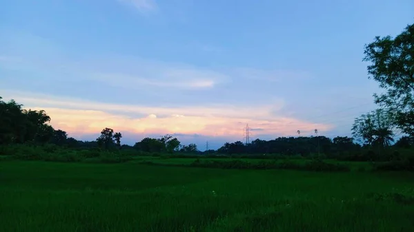 Una Noche Verano Brillante Campo Con Exuberante Vegetación Que Rodea — Foto de Stock