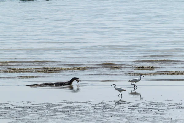 Vahşi Nil Monitörü Avını Ağzında Tutarak Sahilde Yürüyor — Stok fotoğraf