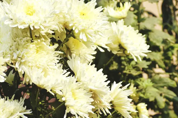 Знімок Квіток Florists Chrysanthemum Під Світлом — стокове фото