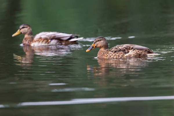 パエチェン湖で泳いでいる2頭のアヒルの美しいショット 背景がぼやけている — ストック写真