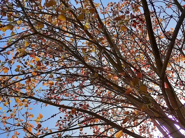 Прекрасний Короткий Ficus Religiosa Дерево Фрукти Залишити — стокове фото