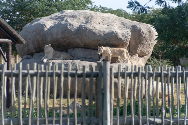 Vue Lion Sous Rocher Dans Parc Safari Dubaï Zoo Dubaï — Photo