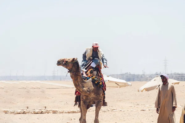 Tiro Vertical Homem Montando Camelos Autênticos Tradicionais Cairo Egito — Fotografia de Stock