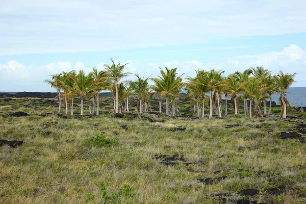 Eine Gruppe Palmen Wächst Strand — Stockfoto
