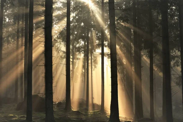 Vacker Utsikt Över Solen Skiner Ljust Genom Tunna Höga Träd — Stockfoto