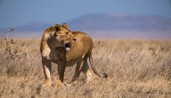 탄자니아 세렝게티 공원에 Panthera Leo Melanochaita — 스톡 사진