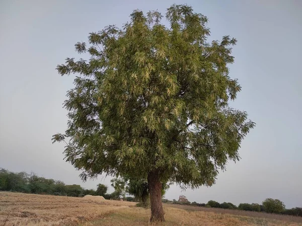 Uma Vista Uma Árvore Neem Sua Flor Cheia Que Cresce — Fotografia de Stock