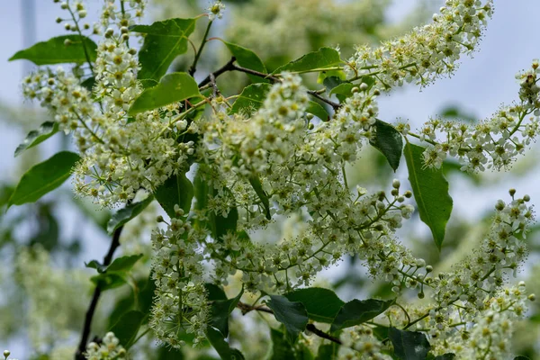 プルナス パドゥス ウォータエリの花のクローズアップ — ストック写真