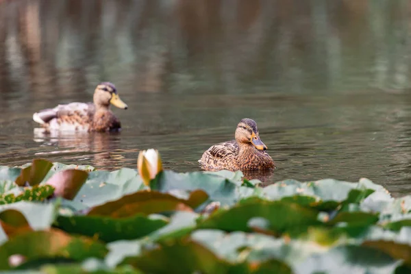 パエチェン湖で泳いでいる2頭のアヒルの美しいショット 背景がぼやけている — ストック写真