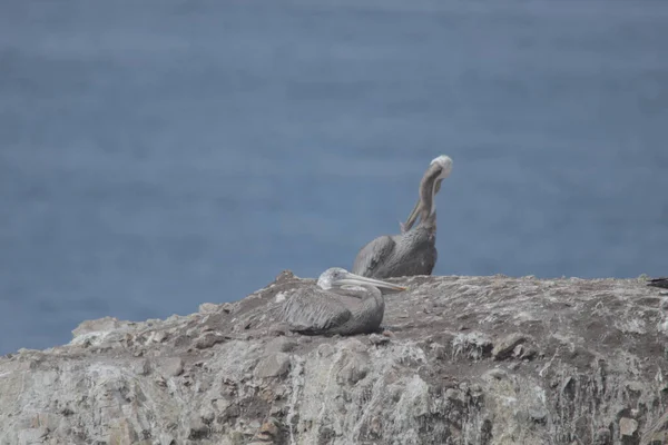 Couple Gray Pelicans Also Known Pelecanus Philippensis Rock Sea Background — Stock Photo, Image