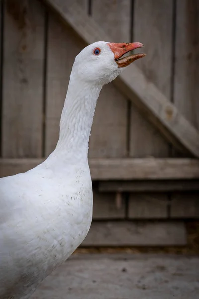 Portrait Oie Domestique Ferme — Photo