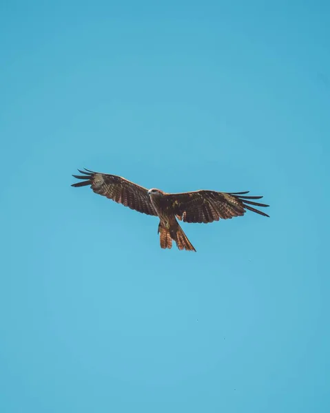 Detailní Záběr Orel Letící Vysoko Jasně Modré Obloze Chladného Zimního — Stock fotografie