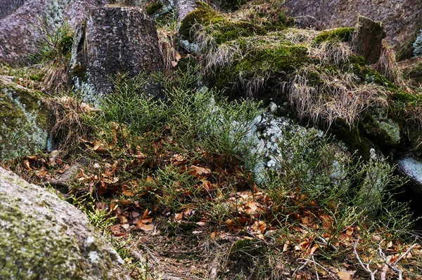 Uma Vista Panorâmica Uma Bela Floresta Jelenia Gora Sudoeste Polônia — Fotografia de Stock