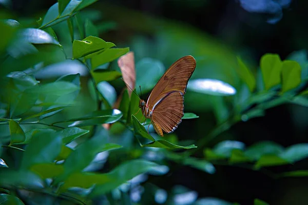 Макро Снимок Бабочки Юлии Зелёном Листе — стоковое фото