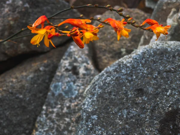 Primer Plano Una Flor Crocosmia Rodeada Rocas Aire Libre —  Fotos de Stock