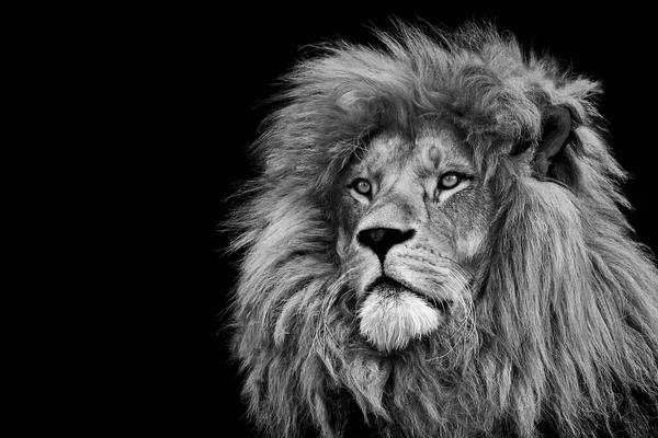 Grayscale Portrait Formidable Lion — Stock Photo, Image