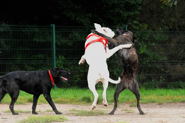 Ένα Διαφορετικό Ράτσα Σκυλιά Παίζουν Μεταξύ Τους Στο Πάρκο — Φωτογραφία Αρχείου