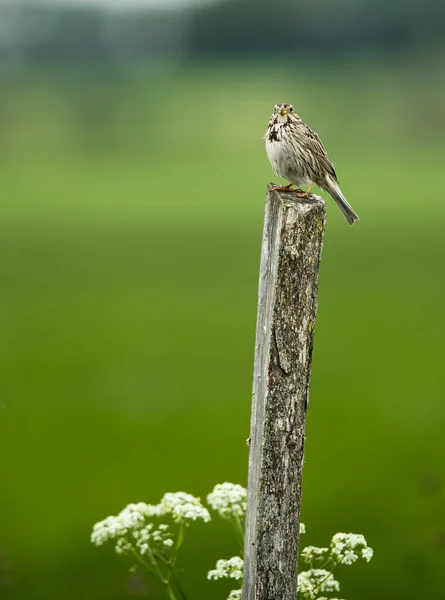 Cute Corn Bunting Bird Perched Wooden Post Isolated Green Background — Stock Photo, Image
