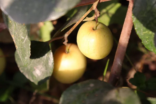 Gustoso Sano Giuggiola Matura Frutta Sugli Alberi Azienda — Foto Stock