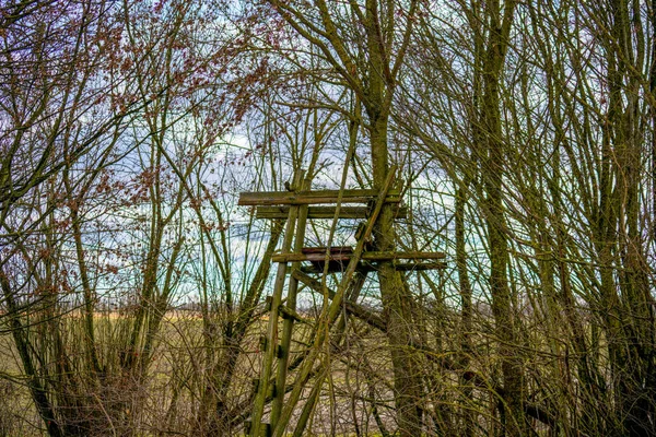 Ein Schöner Blick Auf Holztreppen Auf Einem Baum — Stockfoto