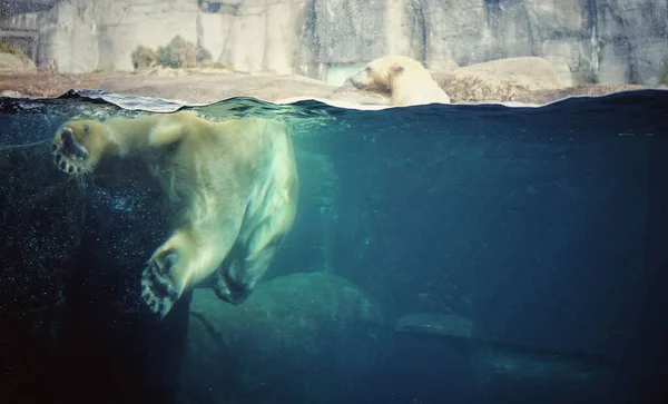 Bílý Medvěd Vodě Zoo — Stock fotografie