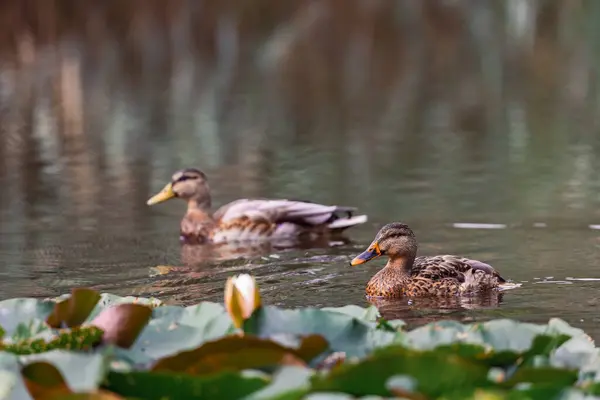 Eine Nahaufnahme Von Niedlichen Enten Die Einem Teich Schwimmen — Stockfoto