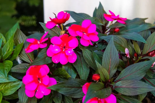 Närbild Bild Blommande Rosa Geranium Blommor — Stockfoto