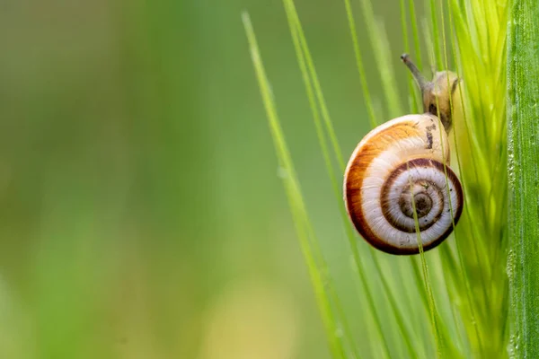 蜗牛的特写在阳光下的草地上的蜗牛的特写 背景模糊 — 图库照片