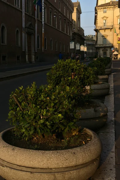 Closeup Potted Plants Street Rome Early Morning — Stock Photo, Image