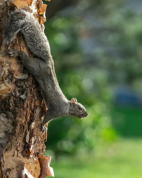 Pionowe Zbliżenie Wiewiórki Drzewie Wisconsin — Zdjęcie stockowe