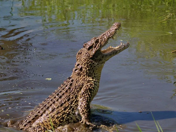 Belo Tiro Grande Jacaré Selvagem Saindo Lago Mostrando Sua Força — Fotografia de Stock