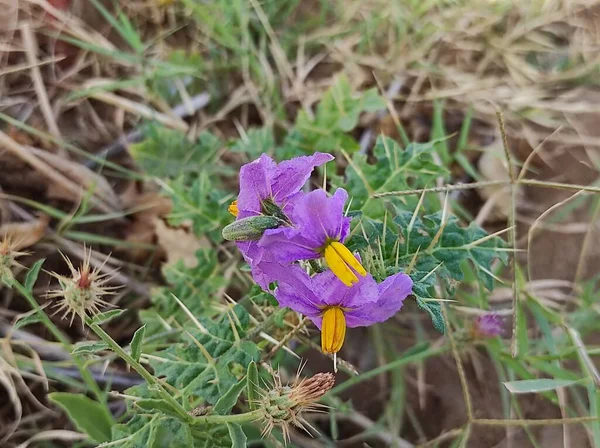 Closeup Short Solanum Indicum Ayurvedic Medicine Plant Flower — Stock Photo, Image