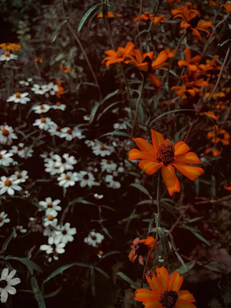 Closeup Growing Flowers Field — Stock Photo, Image
