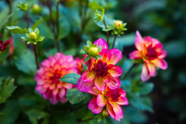 Detailní Záběr Krásné Dahlias Kvetoucí Zahradě — Stock fotografie