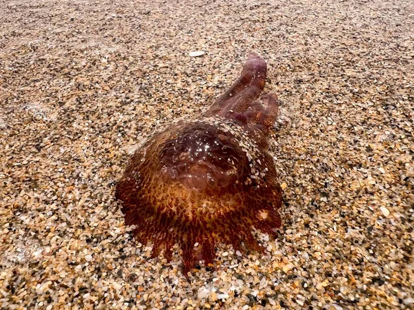 Brown Jellyfish Sandy Seashore — Stockfoto